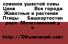 совенок ушастой совы › Цена ­ 5 000 - Все города Животные и растения » Птицы   . Башкортостан респ.,Мечетлинский р-н